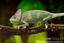 Jemenchamäleon, Chamaeleo calyptratus