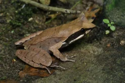 Jerdons Weißlippen-Hornfrosch, Xenophrys major
