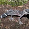 Jim Knopfschwanzgecko, Underwoodisaurus milii