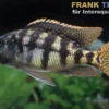 Johnstoni-Buntbarsch, Placidochromis johnstoni