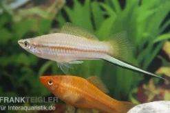Jumbo-Schwertträger im Farbmix, Xiphophorus helleri