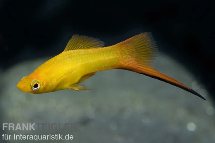 Jumbo-Schwertträger im Farbmix, Xiphophorus helleri