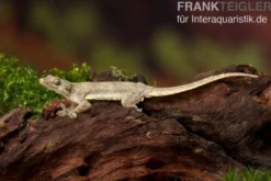 Jungferngecko, Lepidodactylus lugubris, Juvenils