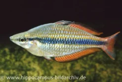 Juwelen-Regenbogenfisch, Melanotaenia trifasciata