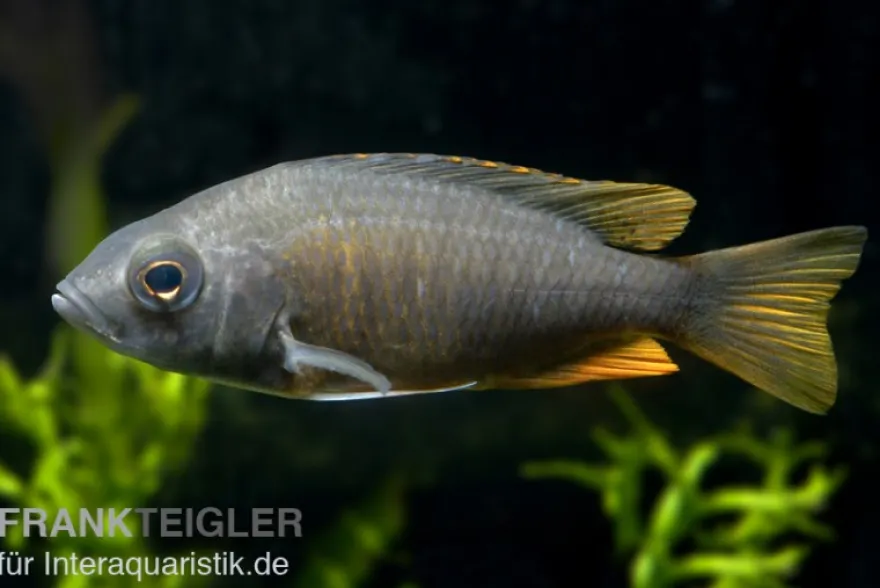 Kadango-Cichlide, Copadichromis borleyi Red Fin, 6-8 cm