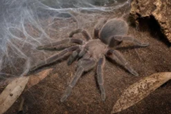 Kaeng-Krachan-Vogelspinne, Chilobrachys kaeng krachan