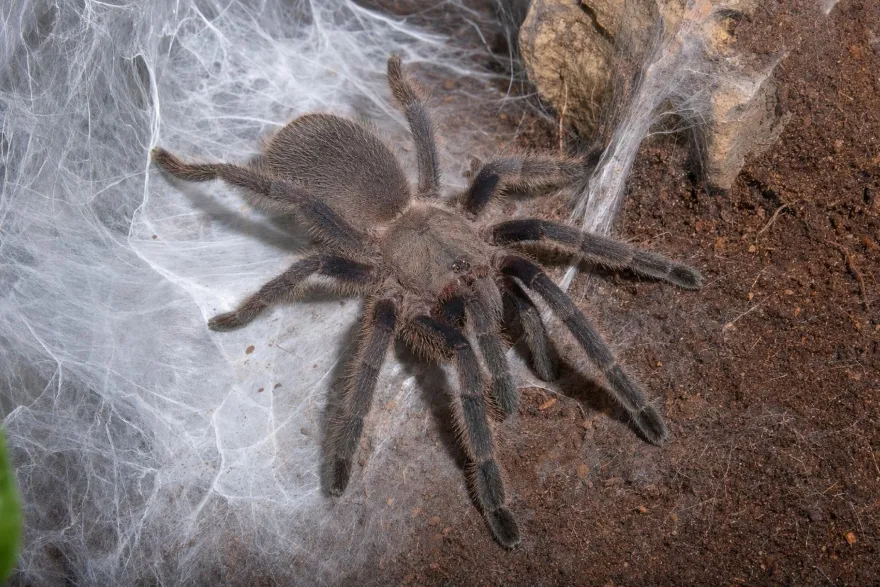 Kaeng-Krachan-Vogelspinne, Chilobrachys kaeng krachan
