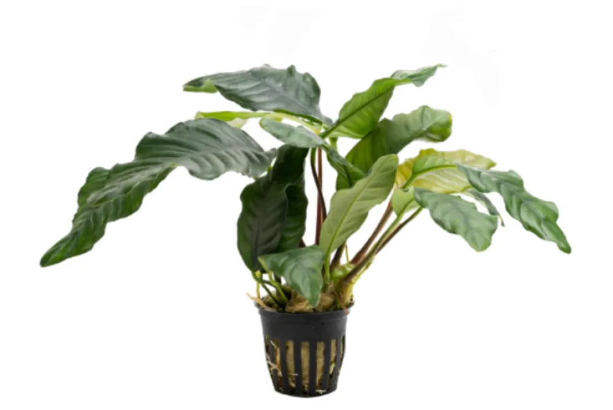 Kaffeeblättriges Speerblatt, Anubias coffeefolia, im Topf