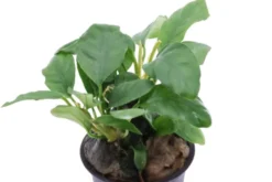 Kaffeeblättriges Speerblatt, Anubias coffeefolia, im Topf
