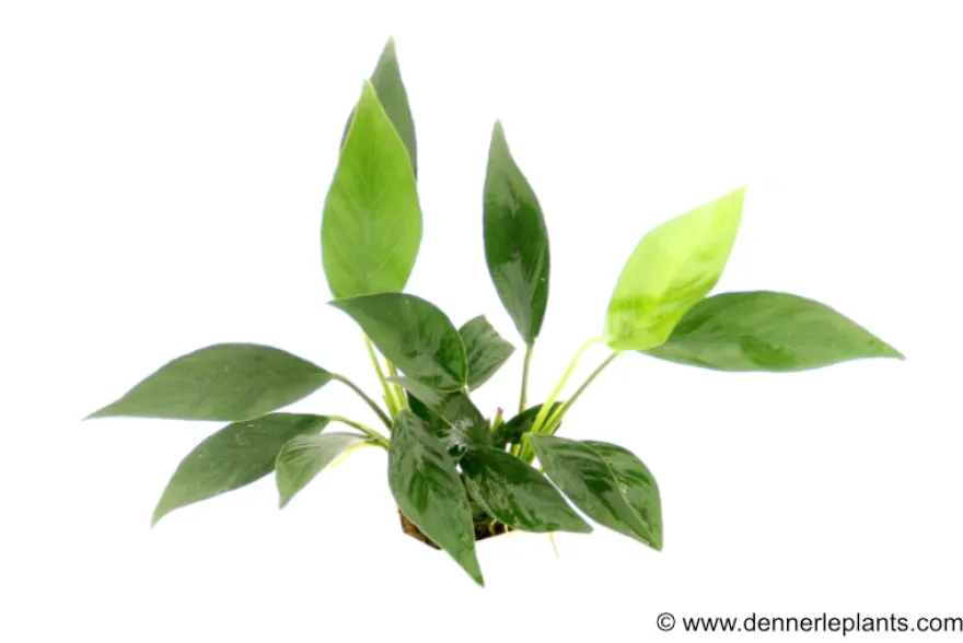Kahles Speerblatt, Anubias barteri var. glabra, im Topf