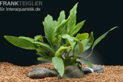 Kahles Speerblatt, Anubias barteri var. glabra, im Topf