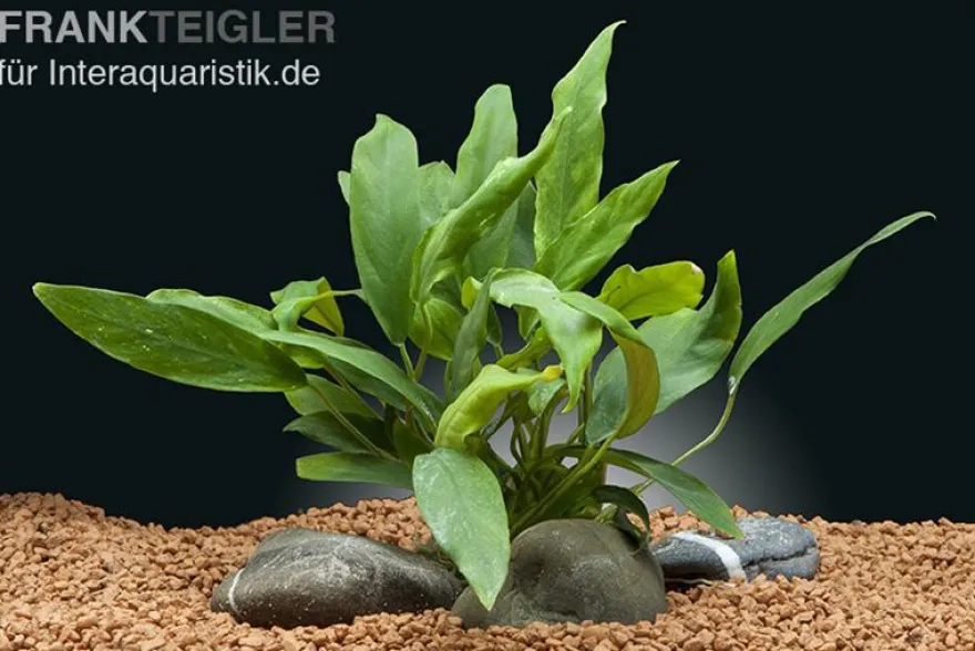 Kahles Speerblatt, Anubias barteri var. glabra, im Topf