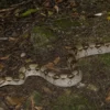 Kaiserboa, Boa c. imperator