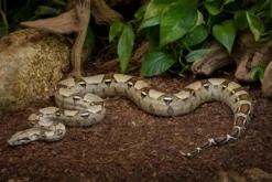 Kaiserboa, Boa c. imperator