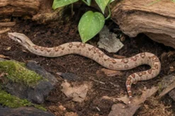 Kaiserboa „möglicherweise Aztec“, Boa c. imperator