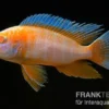Kaiserbuntbarsch albino eureka, Aulonocara eureka albino, 7-9 cm DNZ