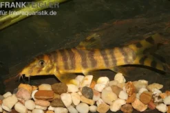 Kaiser Prachtschmerle, Botia udomritthiruji