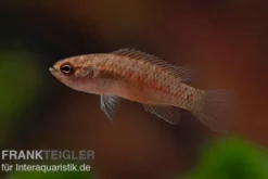 Kajal-Zwergblaubarsch, Dario kajal (paarweise)