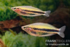 Kaladiri-Regenbogenfisch, Melanotaenia sp. Kaladiri