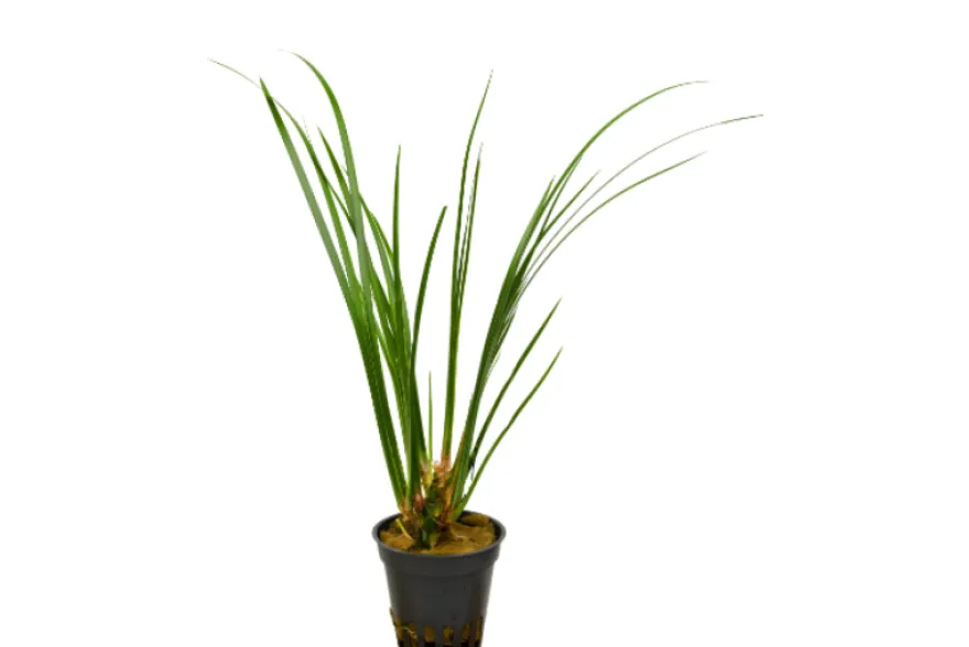 Kalmus, Acorus gramineus (Terrarienpflanze)