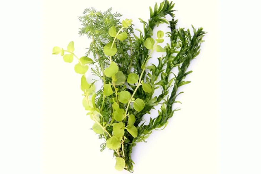 Kaltwasser-Mix, 2 Arten Kaltwasserpflanzen, im Bund