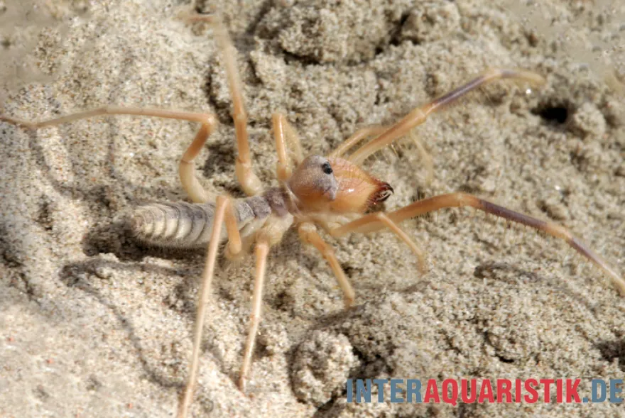 Kamelspinne, Galeodes sp.