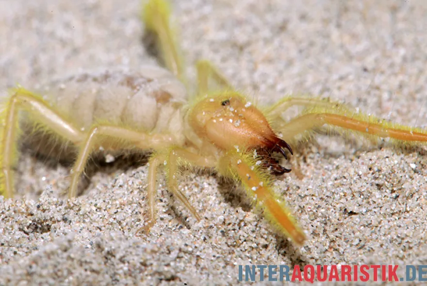 Kamelspinne, Galeodes sp.