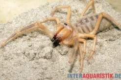 Kamelspinne, Galeodes sp.