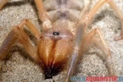 Kamelspinne, Galeodes sp.
