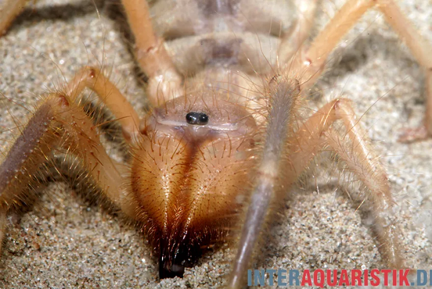 Kamelspinne, Galeodes sp.