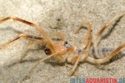 Kamelspinne, Galeodes sp.
