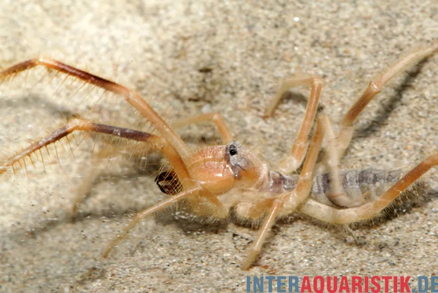 Kamelspinne, Galeodes sp.