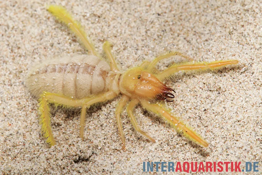 Kamelspinne, Galeodes sp.