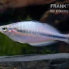 Kameng-River-Regenbogenfisch, Melanotaenia sp. "Kameng River"
