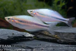 Kameng-River-Regenbogenfisch, Melanotaenia sp.