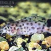 Kamerun-Fiederbartwels, Synodontis velifer