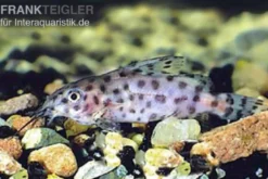Kamerun-Fiederbartwels, Synodontis velifer