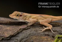 Kammanolis, Anolis cristatellus