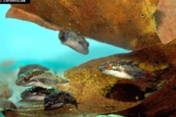 Kammkugelfisch, Carinotetraodon irrubesco (Rotschwanzkugelfisch)