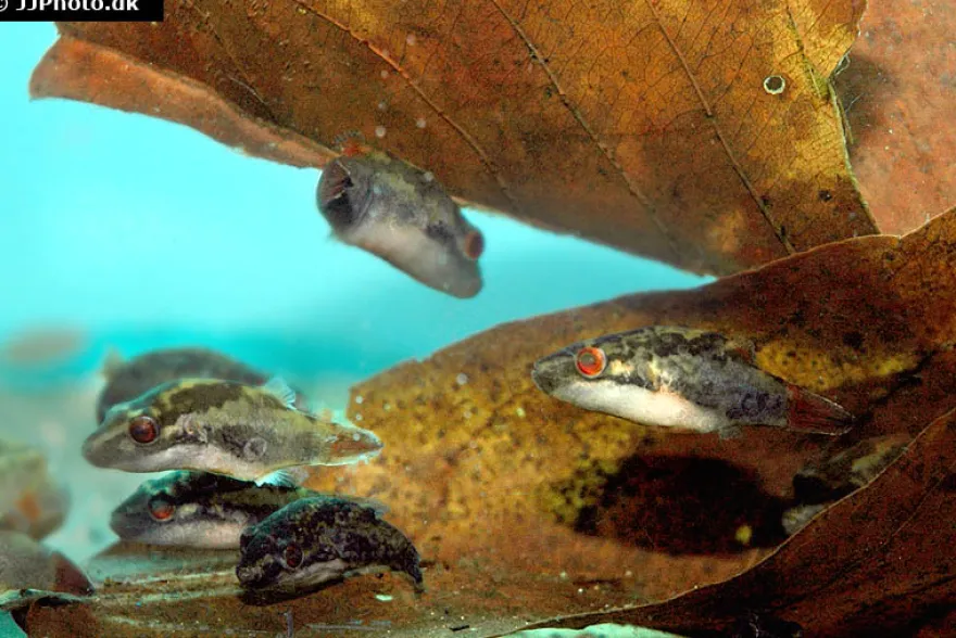 Kammkugelfisch, Carinotetraodon irrubesco (Rotschwanzkugelfisch)