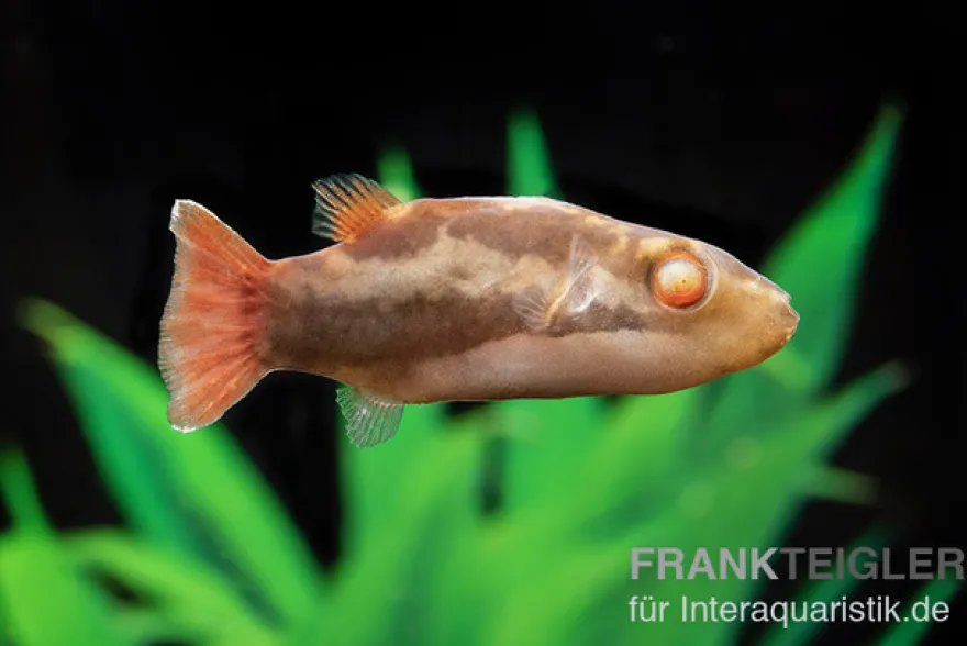 Kammkugelfisch, Carinotetraodon irrubesco (Rotschwanzkugelfisch)