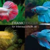 Kampffisch Männchen Longtail, Mix, Betta splendens