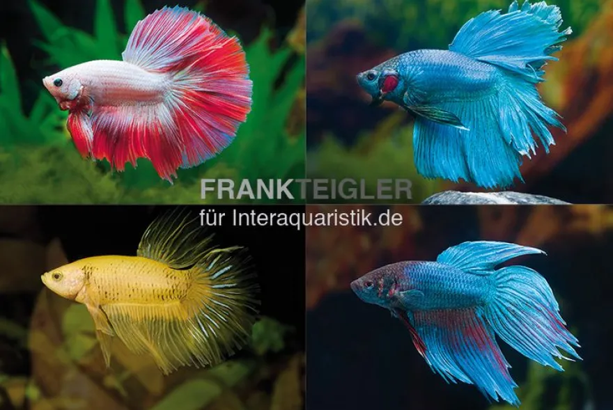 Kampffisch Männchen Longtail, Mix, Betta splendens