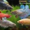 Kampffisch-Weibchen Farbmix, Betta splendens