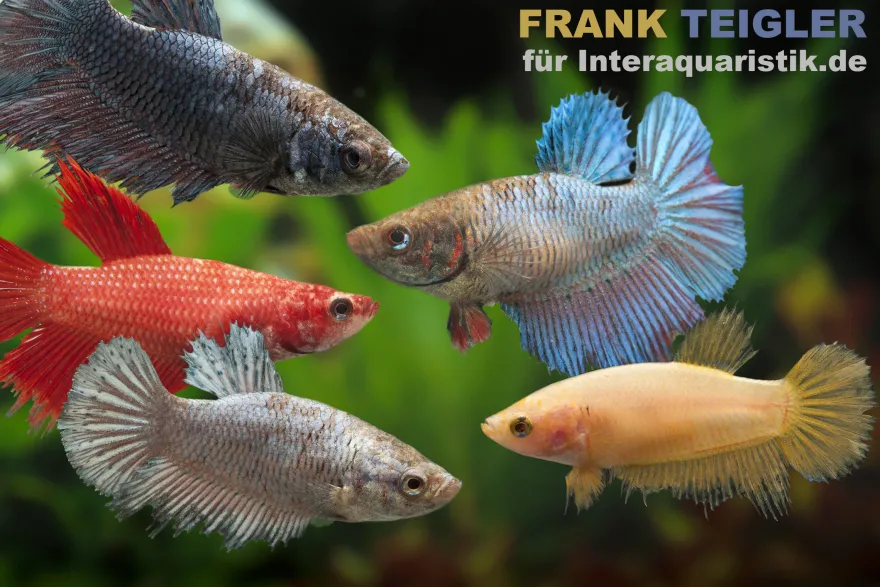 Kampffisch-Weibchen Farbmix, Betta splendens