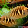 Kanara Buntbarsch, Etroplus canarensis, 6-8 cm