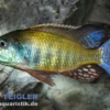 Kande Sandbuntbarsch, Lethrinops albus Kande Island, 4-5 cm