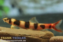 Kapuasschmerle, Kapuasia falaris (Ringel-Schmerle)