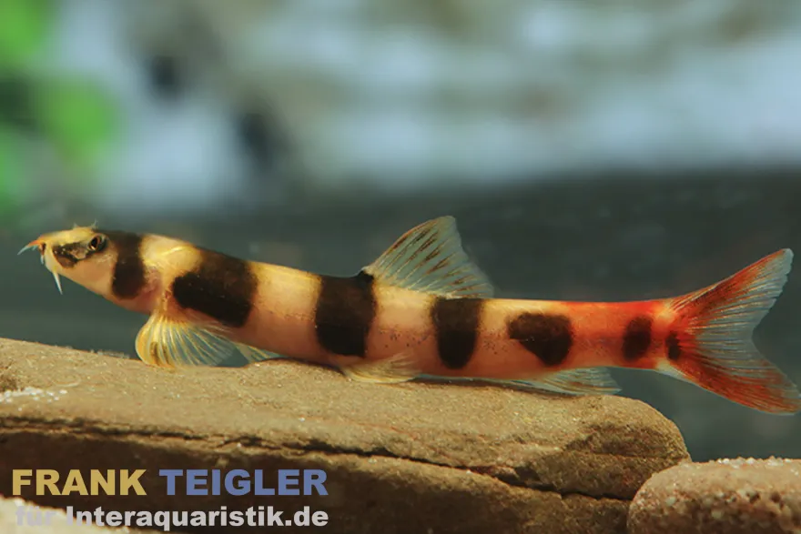 Kapuasschmerle, Kapuasia falaris (Ringel-Schmerle)
