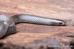 Kap-Wolfsnatter, Lycophidion capense